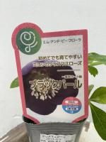 クリスマスローズ - 陽春園ネット通販 クリスマスローズ - 陽春園ネット通販