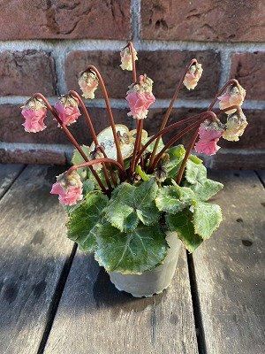 フリルシクラメン | アンテアンティークピーチ - 株式会社陽春園植物場