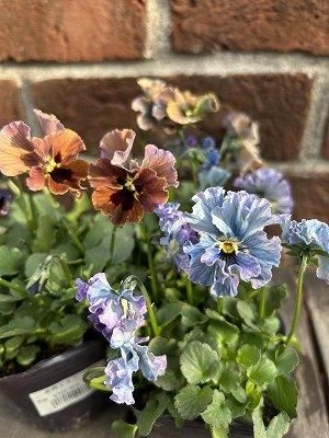 即日発送 宮崎ビオラ 3号 株式会社陽春園植物場【植物ネット - 園芸・花 | フラワーアレンジメント