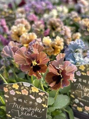 宮崎ビオラ 3号 | 園芸・花 - 株式会社陽春園植物場【植物ネット