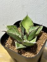植物販売】兵庫県宝塚市㈱陽春園植物場ネット通販 アガベ 植物販売】兵庫県宝塚市㈱陽春園植物場ネット通販 アガベ