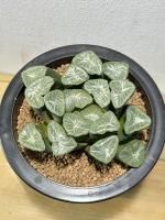 アロエ・サボテン・多肉植物 - 陽春園ネット通販 アロエ・サボテン・多肉植物 - 陽春園ネット通販