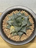 アロエ・サボテン・多肉植物 - 陽春園ネット通販