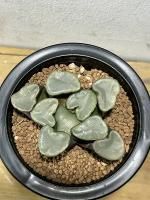 アロエ・サボテン・多肉植物 - 陽春園ネット通販 アロエ・サボテン・多肉植物 - 陽春園ネット通販