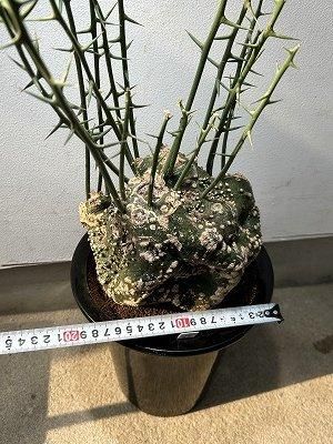 アデニア・グロボーサ - 陽春園ネット通販