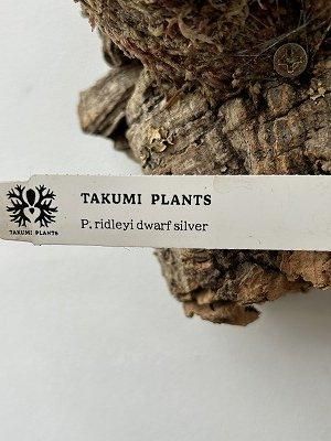ビカクシダ・リドレイ|ドワーフシルバー - 株式会社陽春園植物場