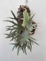 植物ネット通販】 株式会社陽春園植物場 シダ類（コウモリランなど）