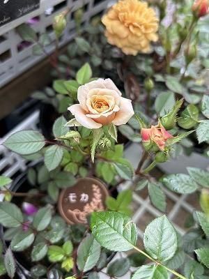 ナナ様　確認用　ミニバラ　モカ ミニバラ モカ | 3.5号 - 株式会社陽春園植物場【植物ネット通販】