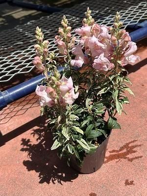 超 激レア ゆらゆら 金魚草 ️⃣鬼灯の冷徹#️⃣ 金魚草 ゆらゆらぴかぴか フィギュア