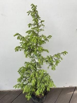 ジュニパーベリーオス | 6号ポット - 株式会社陽春園植物場