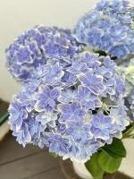 サボテン多肉植物の小苗アソートセットWーS（棘なし） 寄せ