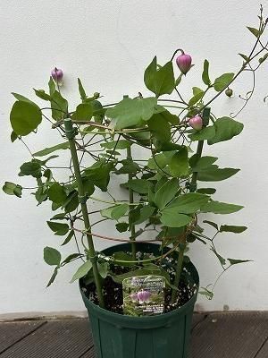 クレマチス フェルマータ ピンク | 6号 - 株式会社陽春園植物場【植物