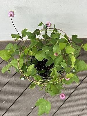 クレマチス フェルマータ ピンク | 6号 - 株式会社陽春園植物場【植物