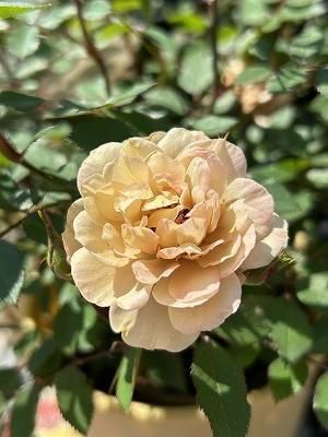 ナナ様　確認用　ミニバラ　モカ ミニバラ モカ | 3.5号 - 株式会社陽春園植物場【植物ネット通販】