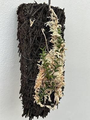 く*ん様 白花ムカデランＣ　野生ラン　山野草 水*◇様 白花ムカデランC 野生ラン 山野草