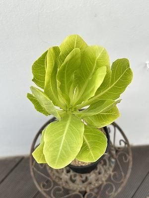 ブリガミア・インシグニス | 常緑低木 - 株式会社陽春園植物場