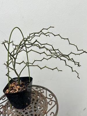 デカリア・マダガスカリエンシス | ジグザグの木 - 株式会社陽春園植物