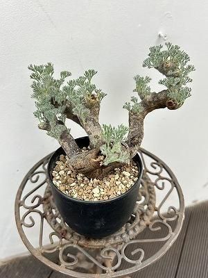 モンソニア・ムルチフィダ | 塊根植物 - 株式会社陽春園植物場