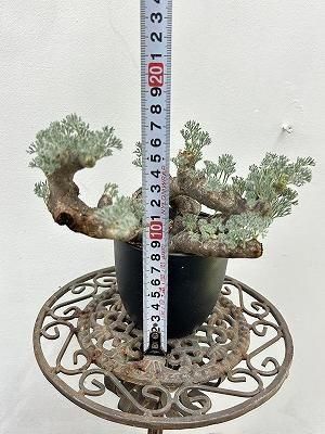 モンソニア・ムルチフィダ | 塊根植物 - 株式会社陽春園植物場