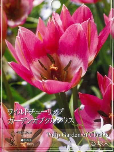 チューリップページ 園芸ネット本店｜チューリップ（斑入り葉）：フォックストロット