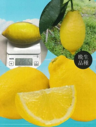 夏採りレモン | 涼美 4号 - 株式会社陽春園植物場【植物ネット通販】