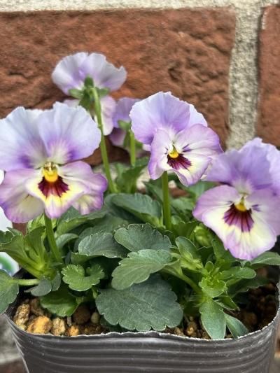 見元園芸のビオラ | ふわふわ金魚ちゃん - 株式会社陽春園植物場【植物