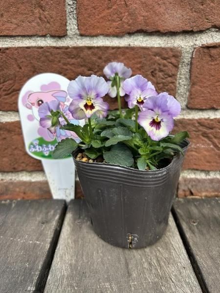 見元園芸のビオラ | ふわふわ金魚ちゃん - 株式会社陽春園植物場【植物