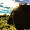 Ѳ - ³ޥϥĥ륢 [CD] BUTTERFLY UNDER FLAPS (2017) ڼ󤻡