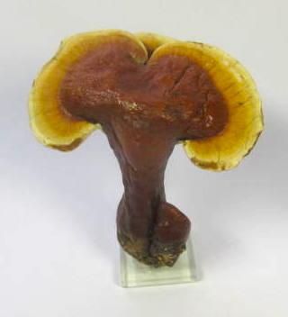 万年茸 マンネンタケ 3 オルタード ディメンションの楽しいショップ 万年茸 マンネンタケ 3 オルタード ディメンションの楽しいショップ