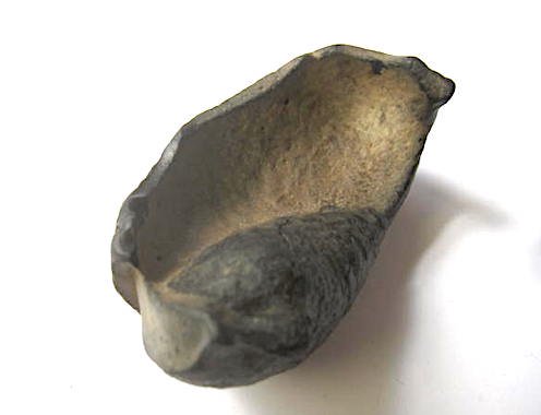 古代のクジラの耳骨（化石）　SOLD OUT - オルタード・ディメンションの楽しいショップ