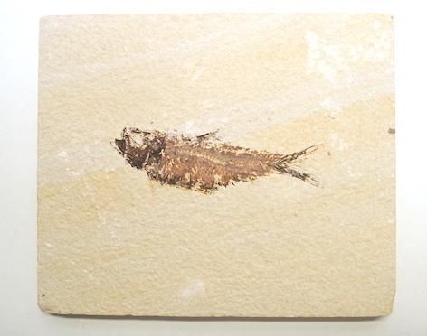 古代魚の化石