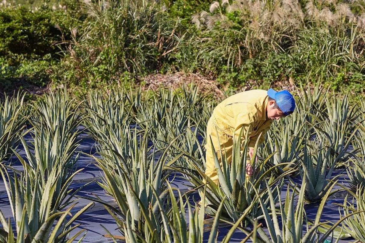 木立甘酢 300ml - 甑島のおいしい通販｜山下商店