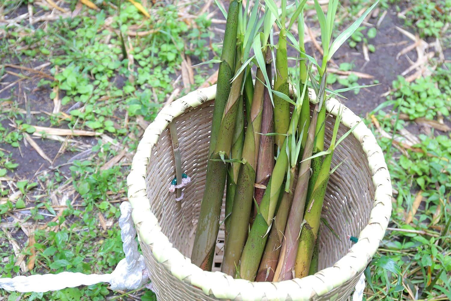 生たけのこ 約10kg ＜5~10本入×5箱＞新タケノコ 中国産