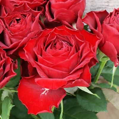 ❤特価❤1点限定❤ラブラドライト❤薔薇❤ブル－シラ－❤赤珊瑚化石❤希少❤ pe-02798-model-01.jpg