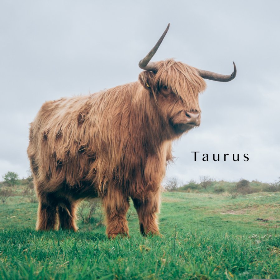 牡牛座 TAURUS - LIGHTNESS TREE /天然石・原石・オンラインショップ