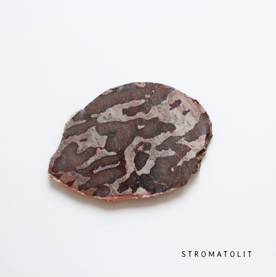 Linella avis Stromatolite ȥޥȥ饤 ȥꥢ