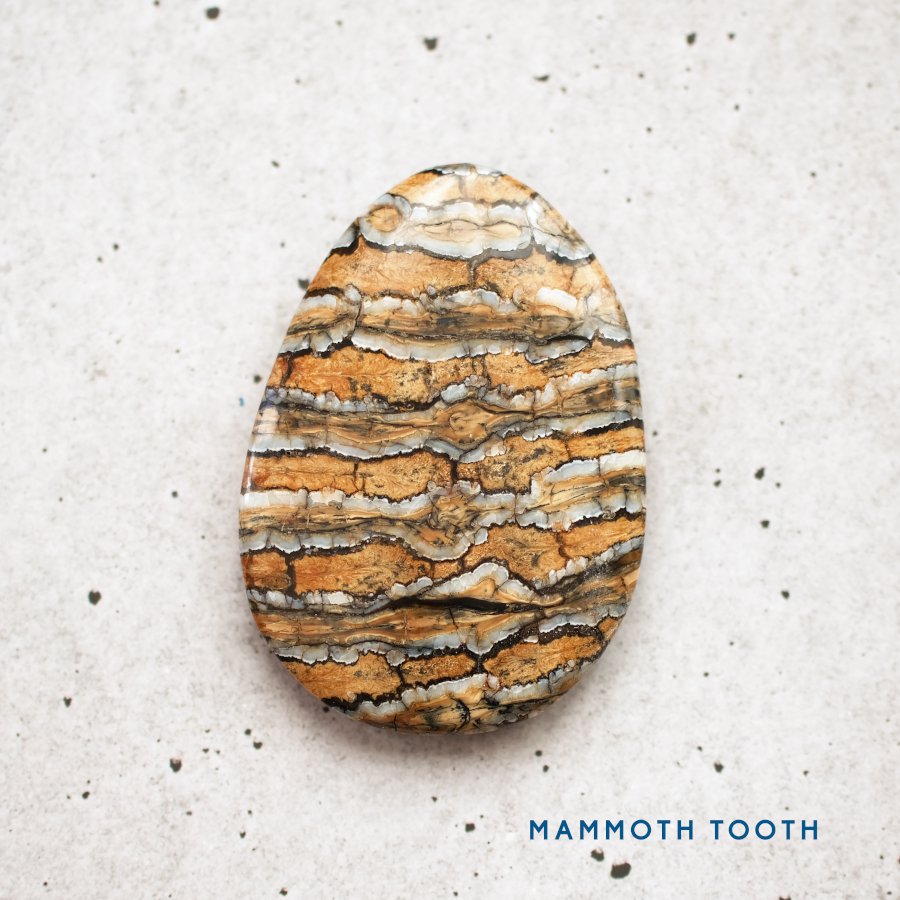 マンモスの歯の化石 Fossil Mammoth Tooth／ロシア産 - LIGHTNESS TREE  /天然石・原石・クリスタルヒーリング・オンラインクリスタルショップ