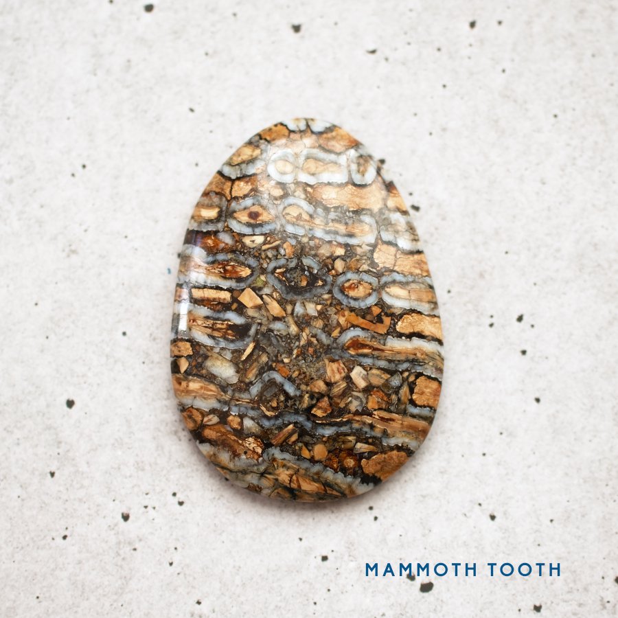 ޥ⥹λβ Fossil Mammoth Tooth
