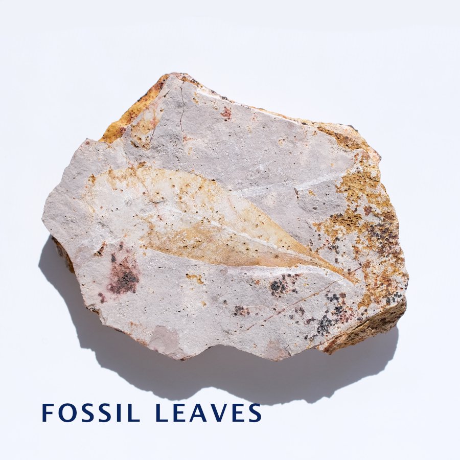 Fossil Leaves Glossopteris グロソップテリス 化石葉／オーストラリア・Dunedoo 産- LIGHTNESS TREE