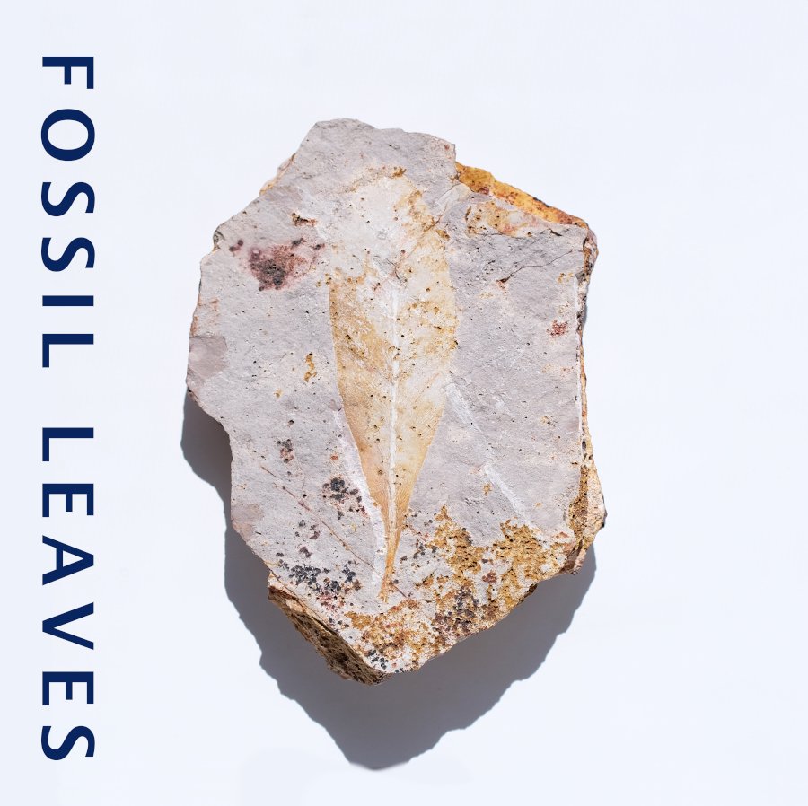  Fossil Leaves Glossopteris åץƥꥹ աȥꥢDunedoo 