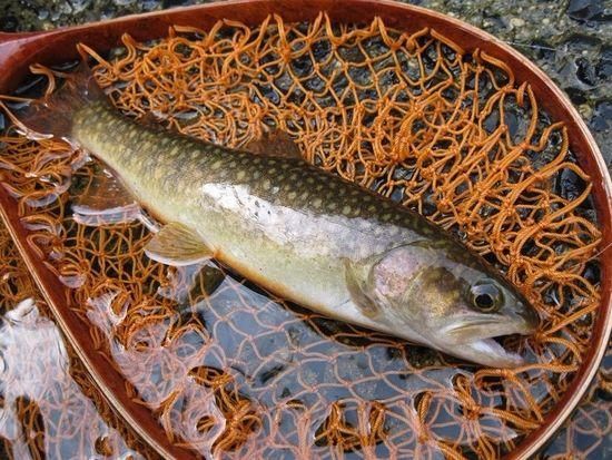 毛鉤セット　バラ売り相談可 毛鉤セット バラ売り相談可