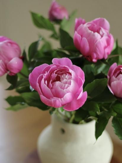 シャクヤクの苗（湘南） - 大谷芍薬園