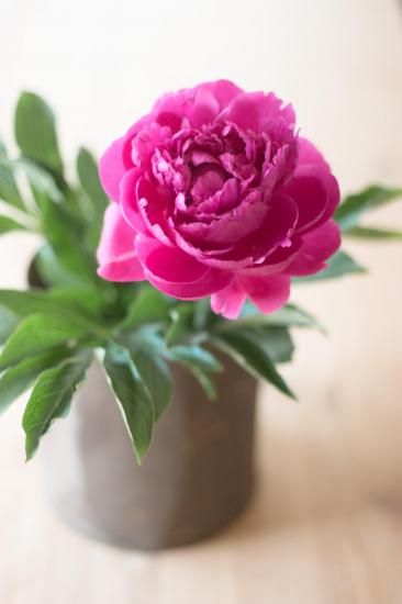 芍薬苗　リヨウスイ imgrc0101317710.jpg