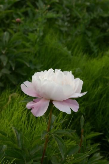 シャクヤクの苗（大蓮華） - 大谷芍薬園