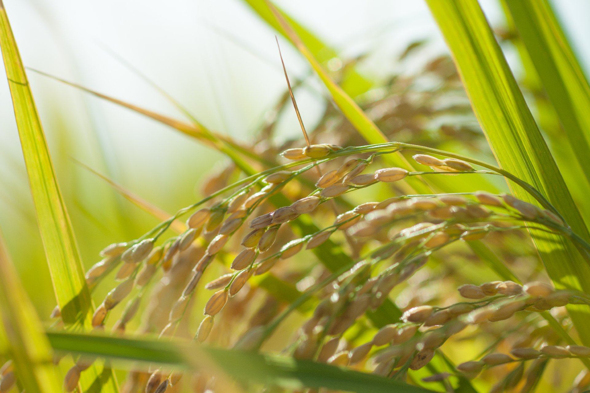 お米づくり・黄金の稲穂を収穫