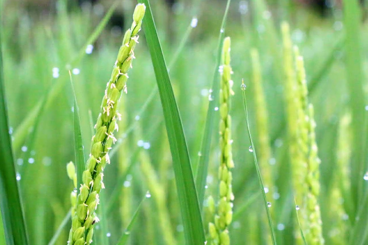お米づくり・稲の開花1