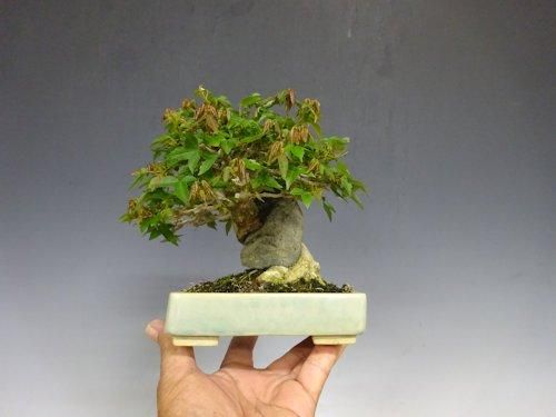 小品盆栽 (黒松盆栽(くらま鉢)くろまつ クロマツ kuromatu 小品盆栽 (黒松盆栽(くらま鉢)くろまつ クロマツ kuromatu