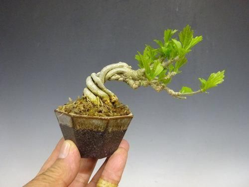 新品 清水なお子さん 芙蓉手花鳥文稜花鉢 2枚 新品 清水なお子さん 芙蓉手花鳥文稜花鉢 2枚