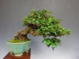 浮彫彩竜紋鉢 盆栽鉢 植木鉢 小品盆栽鉢 大品盆栽鉢 小品盆栽専門店 湘風園オンラインショップ ｜ 小品盆栽通販