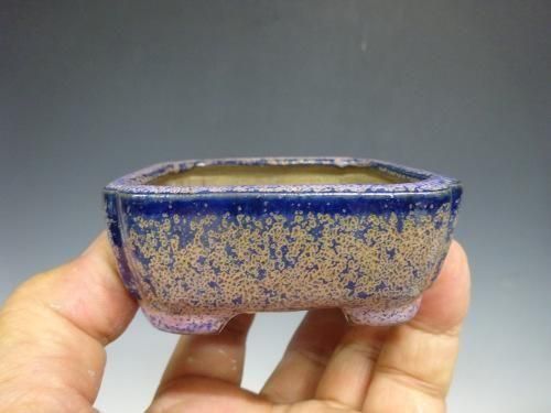 平安虹泉 ミニ盆栽 平安虹泉鉢 【 23 A ― 33 】 - 小品盆栽専門